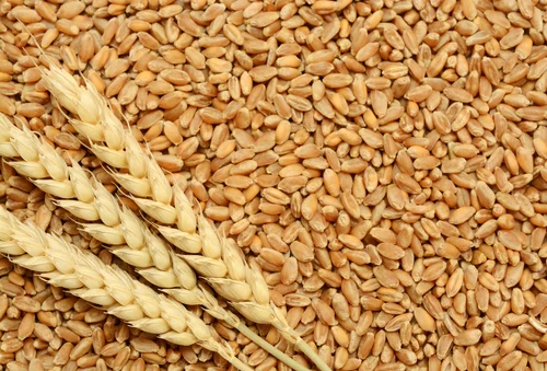 fresh-wheat-crop-500x500